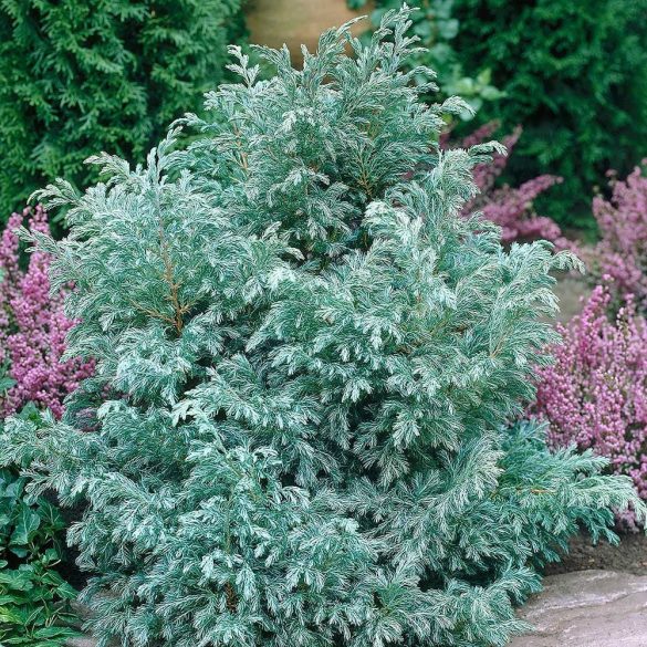 Chamaecyparis pisifera 'Boulevard' - Sawara-Scheinzypresse
