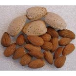 Mandel – Tetenyer rekord – Prunus dulcis