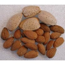 Mandel – Tetenyer rekord – Prunus dulcis