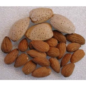 Mandel – Tetenyer rekord – Prunus dulcis