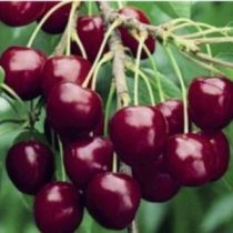 Süßkirsche – Stella – Prunus subg. Cerasus