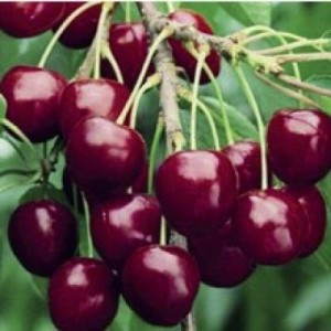 Süßkirsche – Stella – Prunus subg. Cerasus