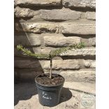 Picea abies 'Pendula' – csüngő lucfenyő
