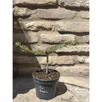 Picea abies 'Pendula' – csüngő lucfenyő