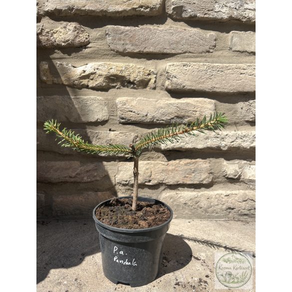 Picea abies 'Pendula' – csüngő lucfenyő