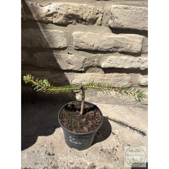 Picea abies 'Pendula' – csüngő lucfenyő