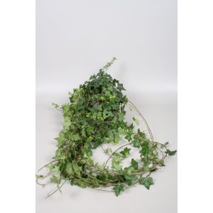 Hedera helix 'Pittsburgh' - Efeu