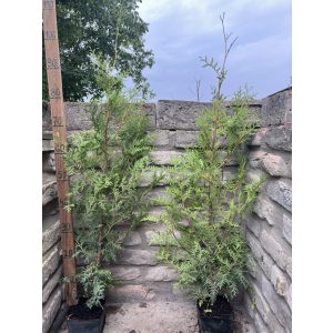Lebensbaum – Thuja occidentalis ‘Brabant’ 