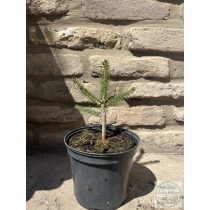 Picea abies 'Formanek' – terülő lucfenyő