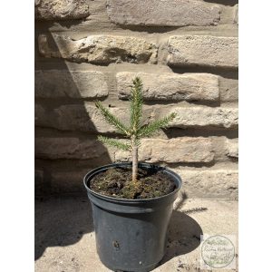Picea abies 'Formanek' – terülő lucfenyő