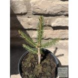 Picea abies 'Formanek' – terülő lucfenyő