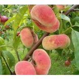Plattpfirsich 'Remény' – Prunus persica – im Container
