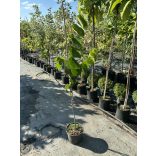 Cercis canadensis - Judasbaum