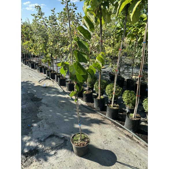 Cercis canadensis - Judasbaum