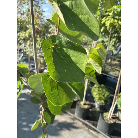 Cercis canadensis - Judasbaum