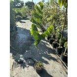 Cercis canadensis - Judasbaum