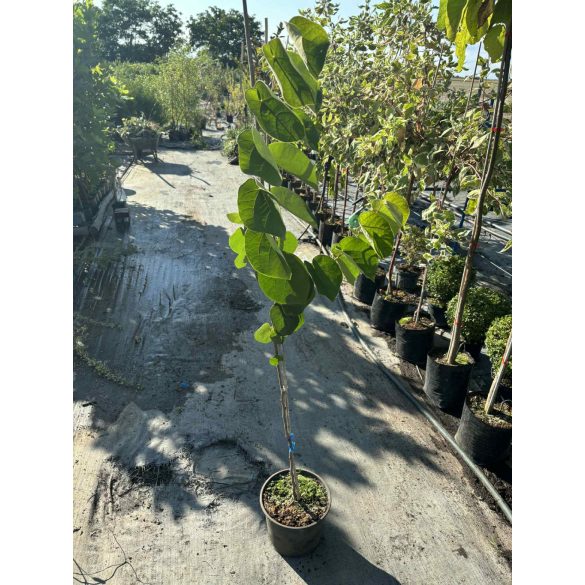 Cercis canadensis - Judasbaum