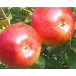 Winter Apfel – Freedom – Malus