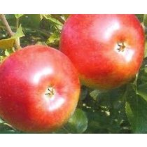 Winter Apfel – Freedom – Malus