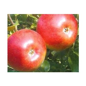 Winter Apfel – Freedom – Malus