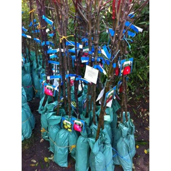 Winter Apfel – Freedom – Malus