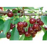 Sauerkirsche – Erder Ertragsstark – Prunus cerasus