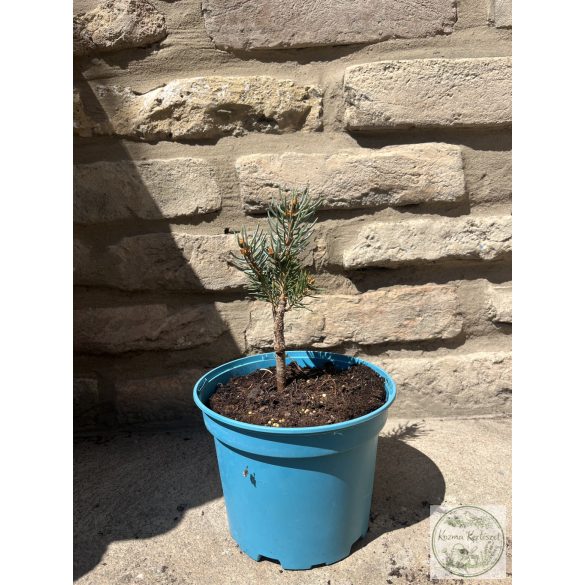 Picea pungens Iseli Fastigiata – oszlopos ezüstfenyő