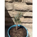 Picea pungens Iseli Fastigiata – oszlopos ezüstfenyő