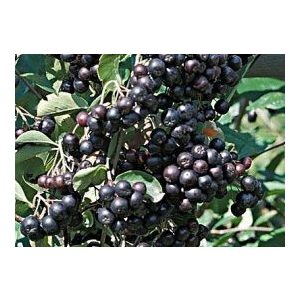 Schwarze Eberersche, Apfelbeeren - Aronia