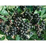 Schwarze Eberersche, Apfelbeeren - Aronia