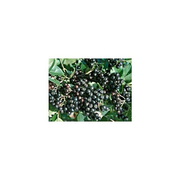Schwarze Eberersche, Apfelbeeren - Aronia