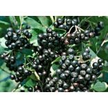Schwarze Eberersche, Apfelbeeren - Aronia