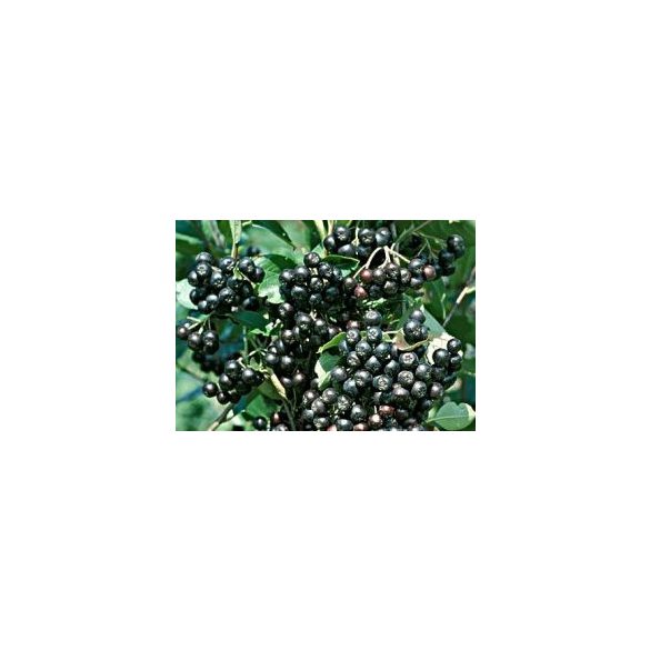 Schwarze Eberersche, Apfelbeeren - Aronia