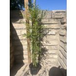 Sumpfzypresse, Schwarzsumpfzypresse - Taxodium distichum