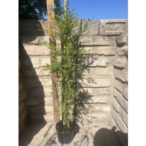 Sumpfzypresse, Schwarzsumpfzypresse - Taxodium distichum