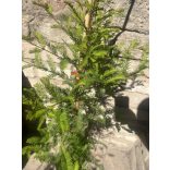 Sumpfzypresse, Schwarzsumpfzypresse - Taxodium distichum