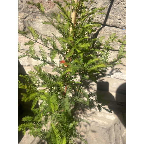 Sumpfzypresse, Schwarzsumpfzypresse - Taxodium distichum