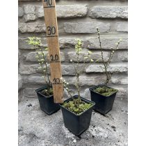 Caragana arborescens - Erbsenbaum