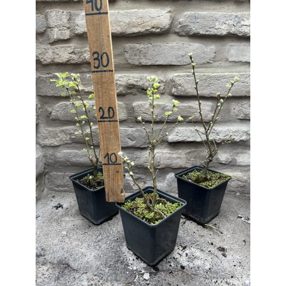 Caragana arborescens - Erbsenbaum