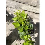 Efeu Pflanze Hedera Helix Kletterpflanzen, Bodendecker Zaun, Duckfoot