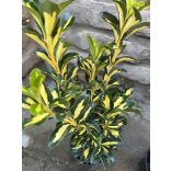 Euonymus japonicus ‘Gold Queen’