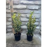 Euonymus japonicus ‘Gold Queen’