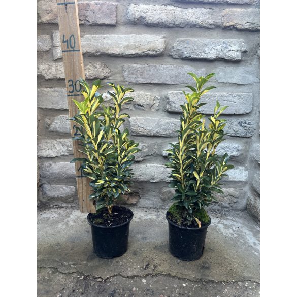 Euonymus japonicus ‘Gold Queen’