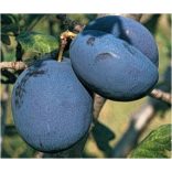 Zwetschke, Pflaume – Bluefree – Prunus domestica