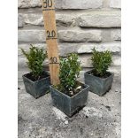 Buchsbaum – buxus semperivens 