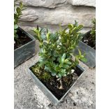 Buchsbaum – buxus semperivens 