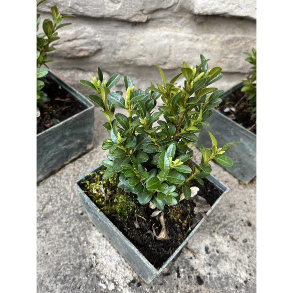 Buchsbaum – buxus semperivens 