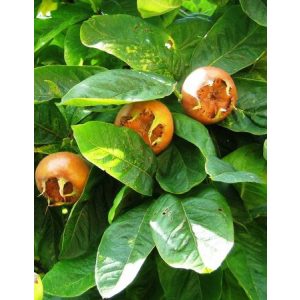 Mispel – großfrüchtig – Echte Mispel – Szenteser Rose – Mespilus germanica