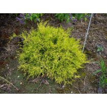 Chamaecyparis pisifera 'Sungold'