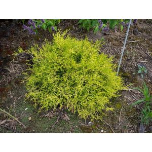 Chamaecyparis pisifera 'Sungold'